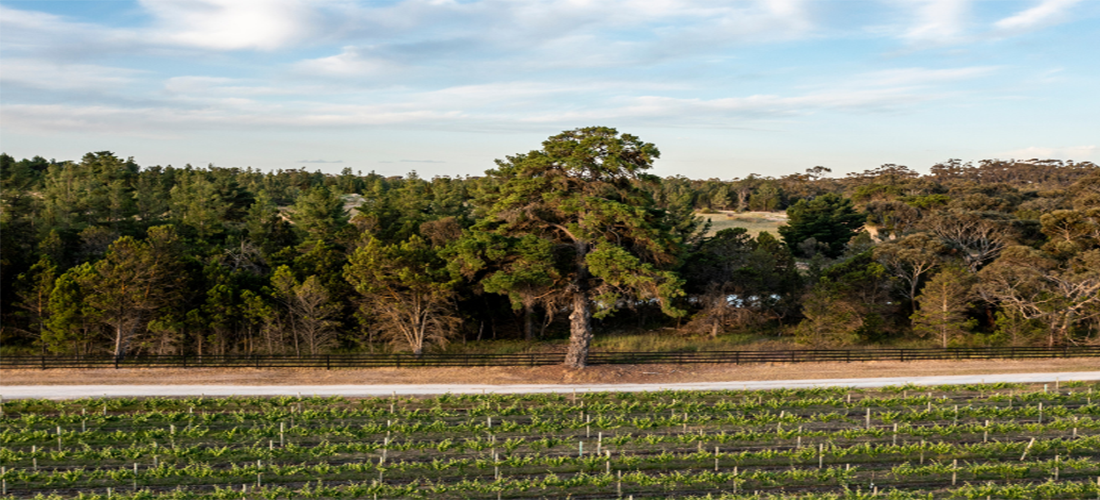 Aerial shot of vineyard